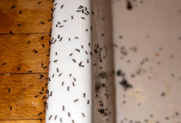 Best Affordable Pest Control Services  in Rochelle, GA