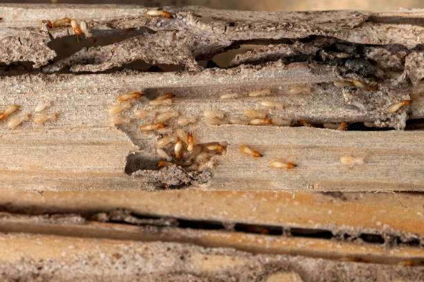 Best Mosquito Control Services  in Rochelle, GA