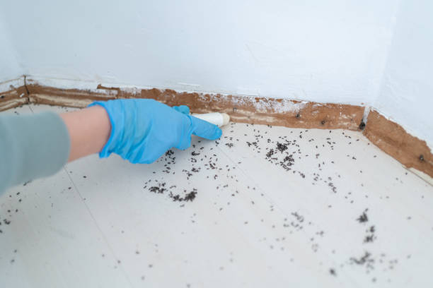 Best Affordable Pest Control Services  in Rochelle, GA